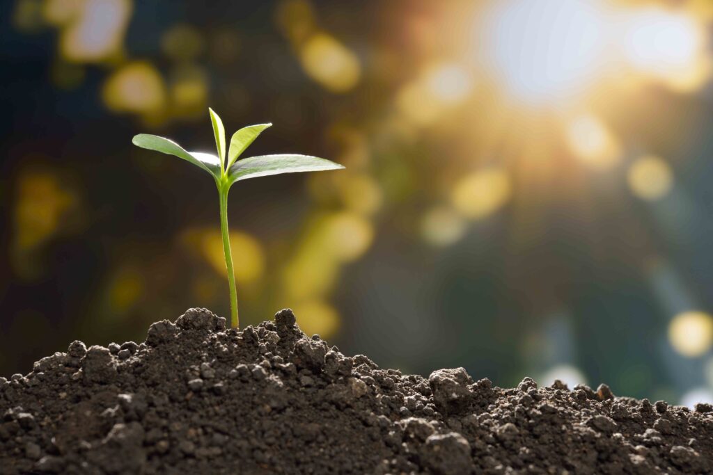 Plant growing from the soil being lit by the sun